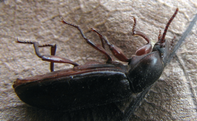 Che coleottero ? Tenebrio molitor